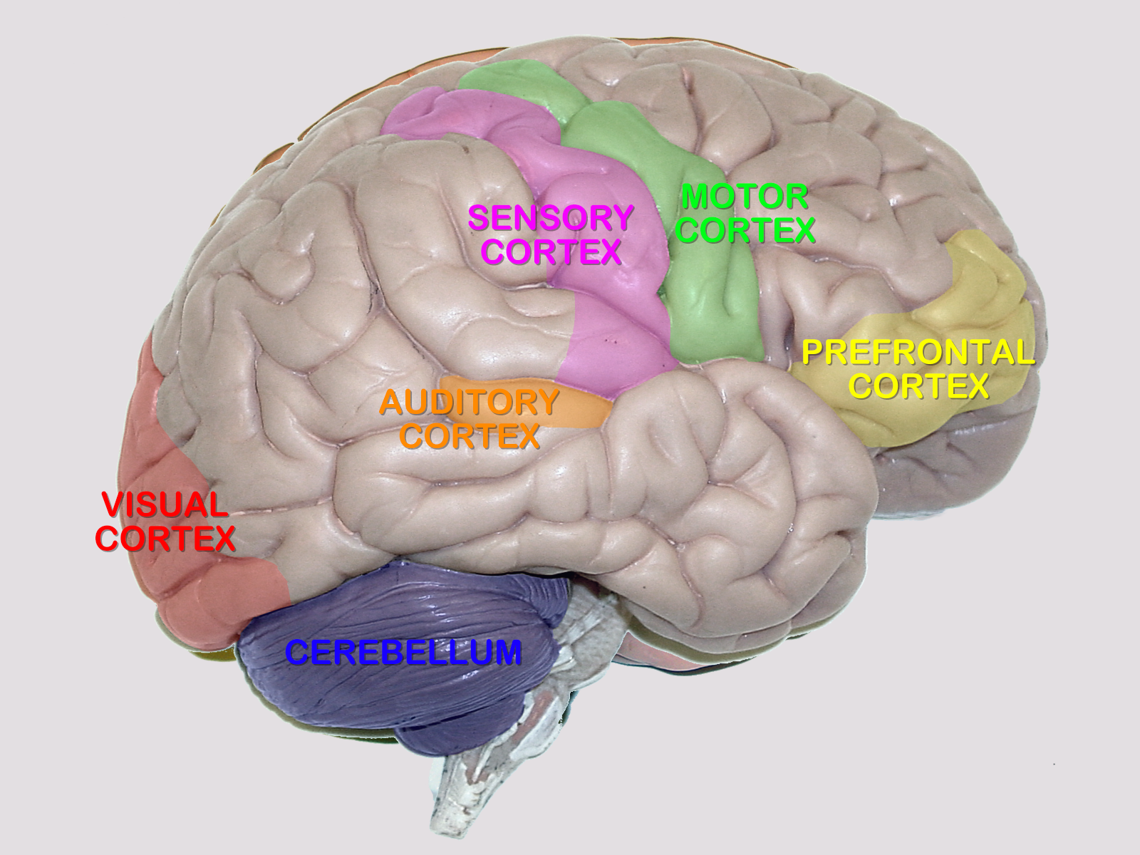 brain-lateral-labeled.png