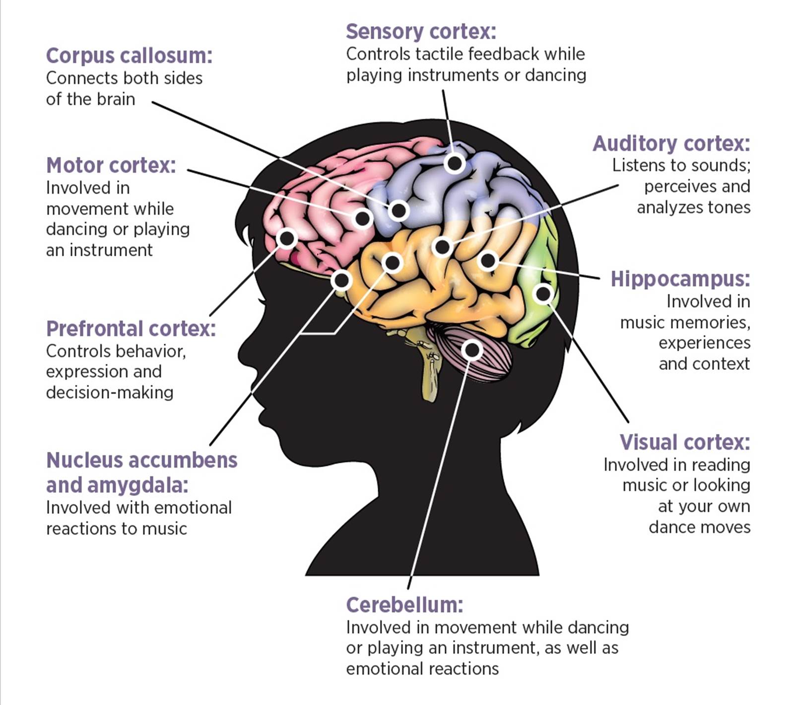 Песни brain. Music and Brain. Музыкальный мозг. Как музыка влияет на мозг.